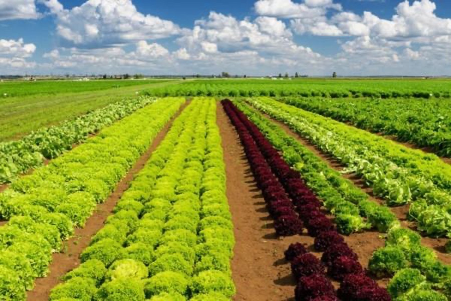 چگونه کیفیت محصولات کشاورزی را بالا ببریم؟