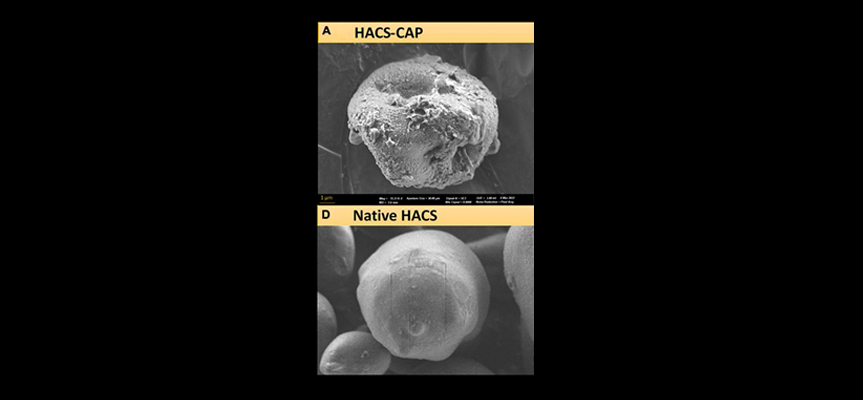Amylose Starch