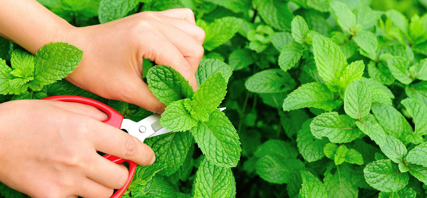 گیاهان دارویی Medicinal plants
