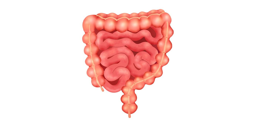 کاربرد پروبیوتیک ها در نوشیدنی ها Use of probiotics in beverages