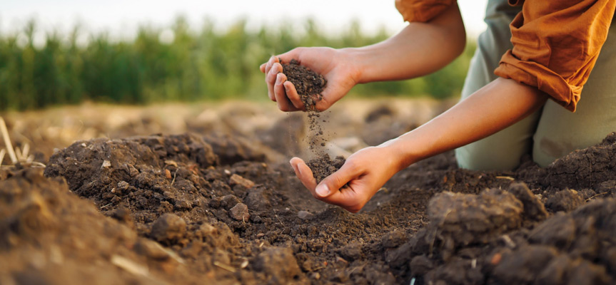 کود ارگانیک چیست؟ What Is Organic Fertilizer?