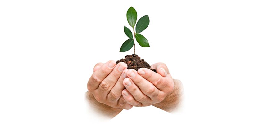 کود ارگانیک چیست؟ What Is Organic Fertilizer?