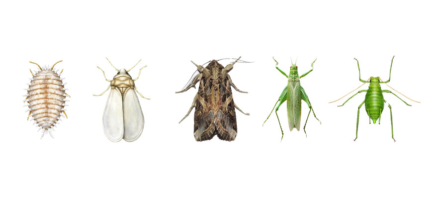 روش های دفع آفات کشاورزی Agricultural pest control methods