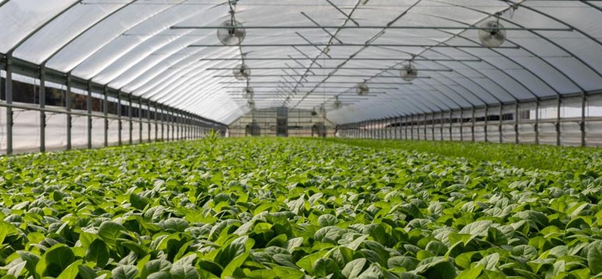 پر سود ترین محصولات کشاورزی The Most Profitable Agricultural Products