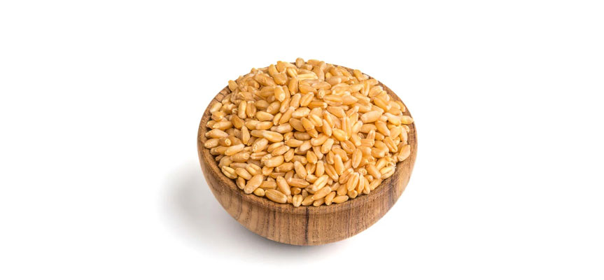 کشاورزی مدرن گندم Modern Wheat Farming