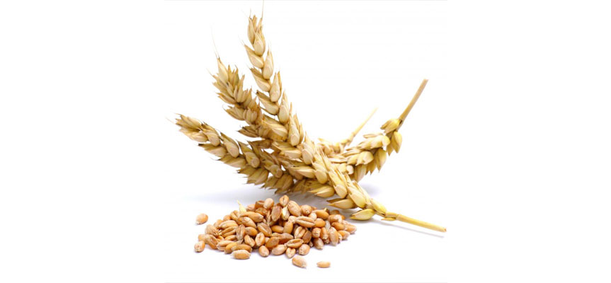 کشاورزی مدرن گندم Modern Wheat Farming