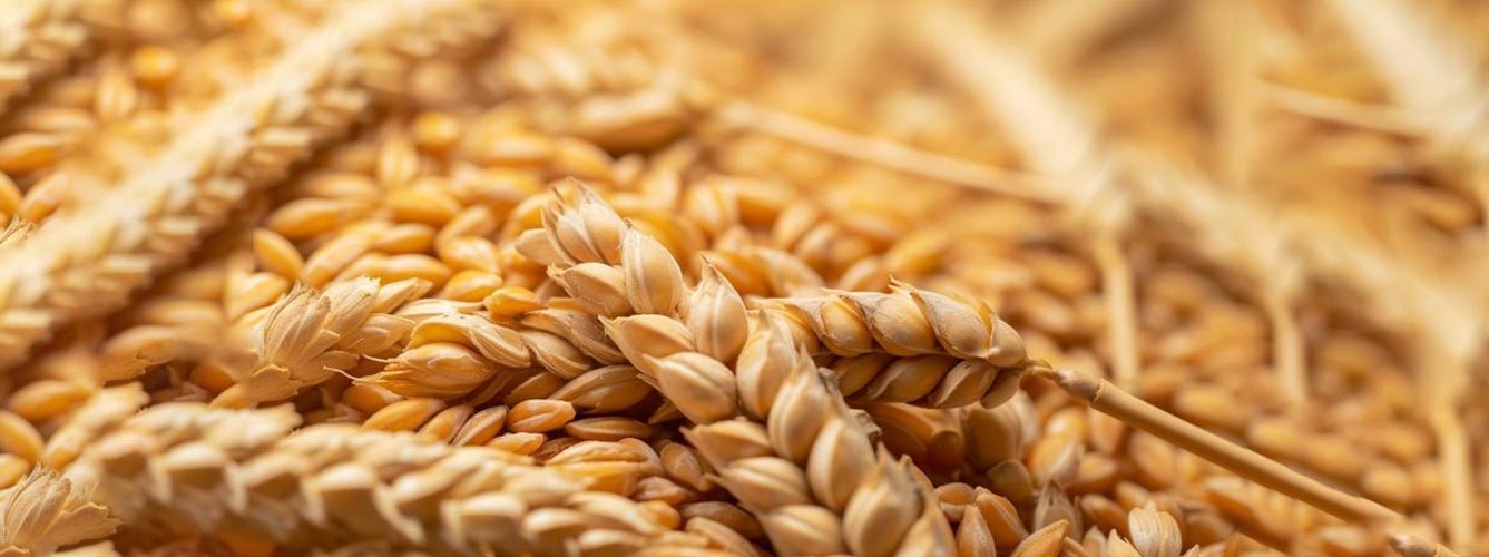 طرح شناسنامه‌ دار کردن محصولات زراعی در دستور کار قرار گرفت