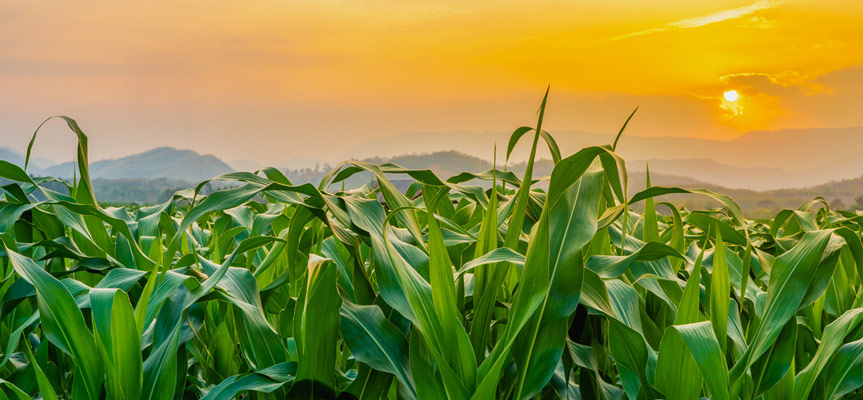 کشاورزی گلخانه ‌ای چه مزایا و معایبی دارد؟ What Are the Advantages and Disadvantages of Greenhouse Agriculture?
