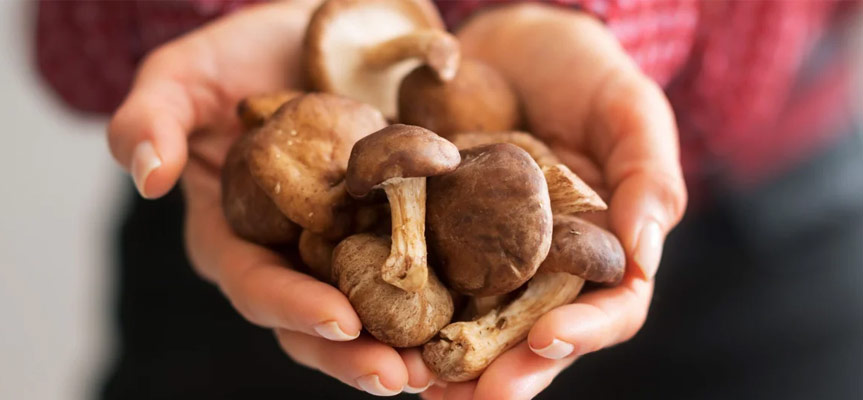 Application of medicinal mushrooms کاربرد قارچ های دارویی