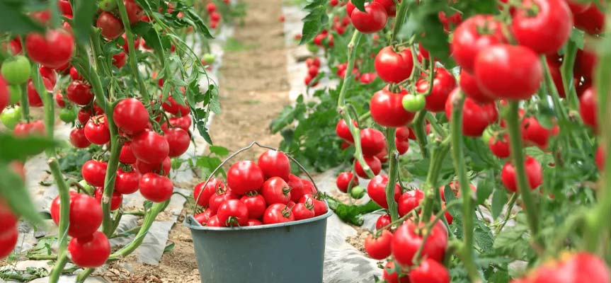 پر سودترین محصولات گلخانه ای در ایران