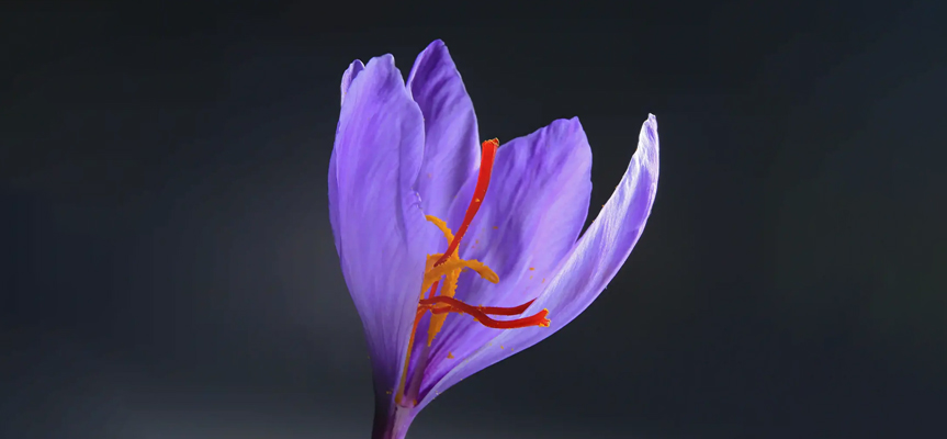 بهترین بازارهای صادراتی برای زعفران ایران The Best Export Markets for Iranian Saffron