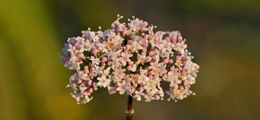 آشنایی با پر فروش ترین گیاهان دارویی صادراتی ایران Introduction to the Best-Selling Medicinal Plants Exported from Iran