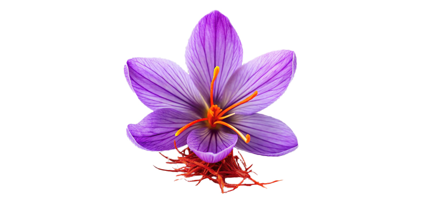 بهترین بازارهای صادراتی برای زعفران ایران The Best Export Markets for Iranian Saffron