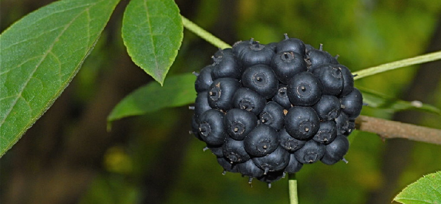 Providing Energy Using Natural Supplements