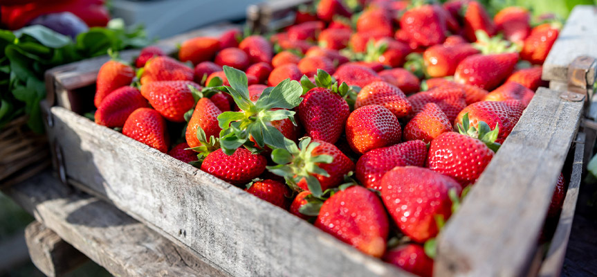 بهترین روش بسته‌ بندی برای صادرات میوه و سبزیجات The Best Packaging Methods for Exporting Fruits and Vegetables