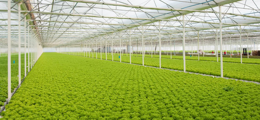 Why Is Greenhouse Farming More Economical? چرا کشاورزی گلخانه‌ ای به‌ صرفه ‌تر است؟