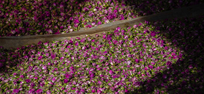 بهترین کشورها برای صادرات گیاهان دارویی ایران The Best Countries for Exporting Iranian Medicinal Plants