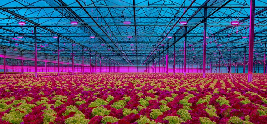 Why Is Greenhouse Farming More Economical? چرا کشاورزی گلخانه ای به صرفه تر است؟