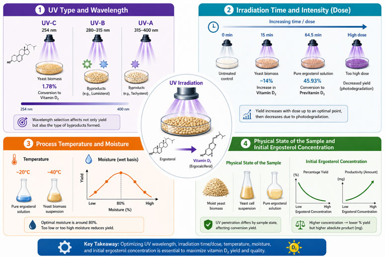 Infographic on the factors affecting the optimization of vitamin D₂ production in Saccharomyces cerevisiae via UV irradiation, including wavelength, dose, temperature, humidity, and ergosterol concentration.