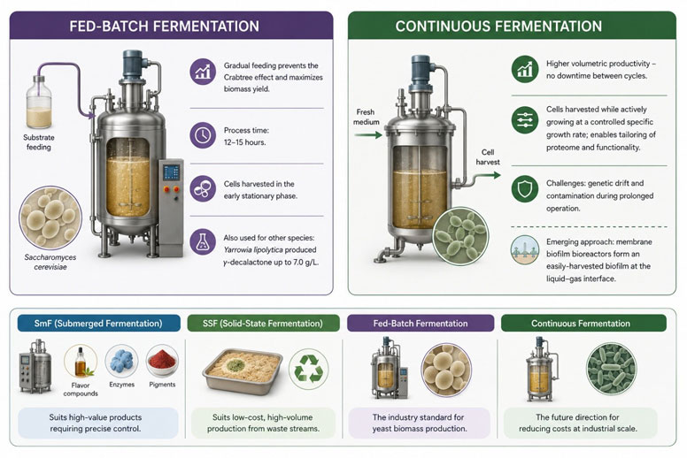 A Comparison of Fed-Batch and Continuous Fermentation, and the Four Main Methods of Yeast Biomass Production in the Food Industry.