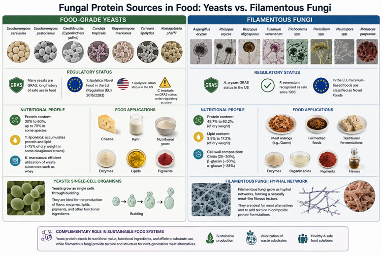 Comparing Edible Yeasts and Filamentous Fungi Regulations, Nutrition, and Food Applications.